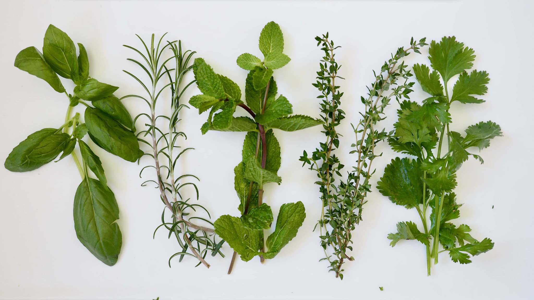5 herbes aromatiques pour les purées de bébé 🌿 - Cuisinez pour bébé